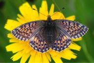 Boloria napaea