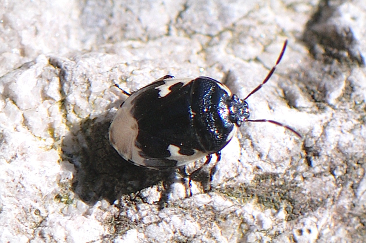 Tritomegas bicolor