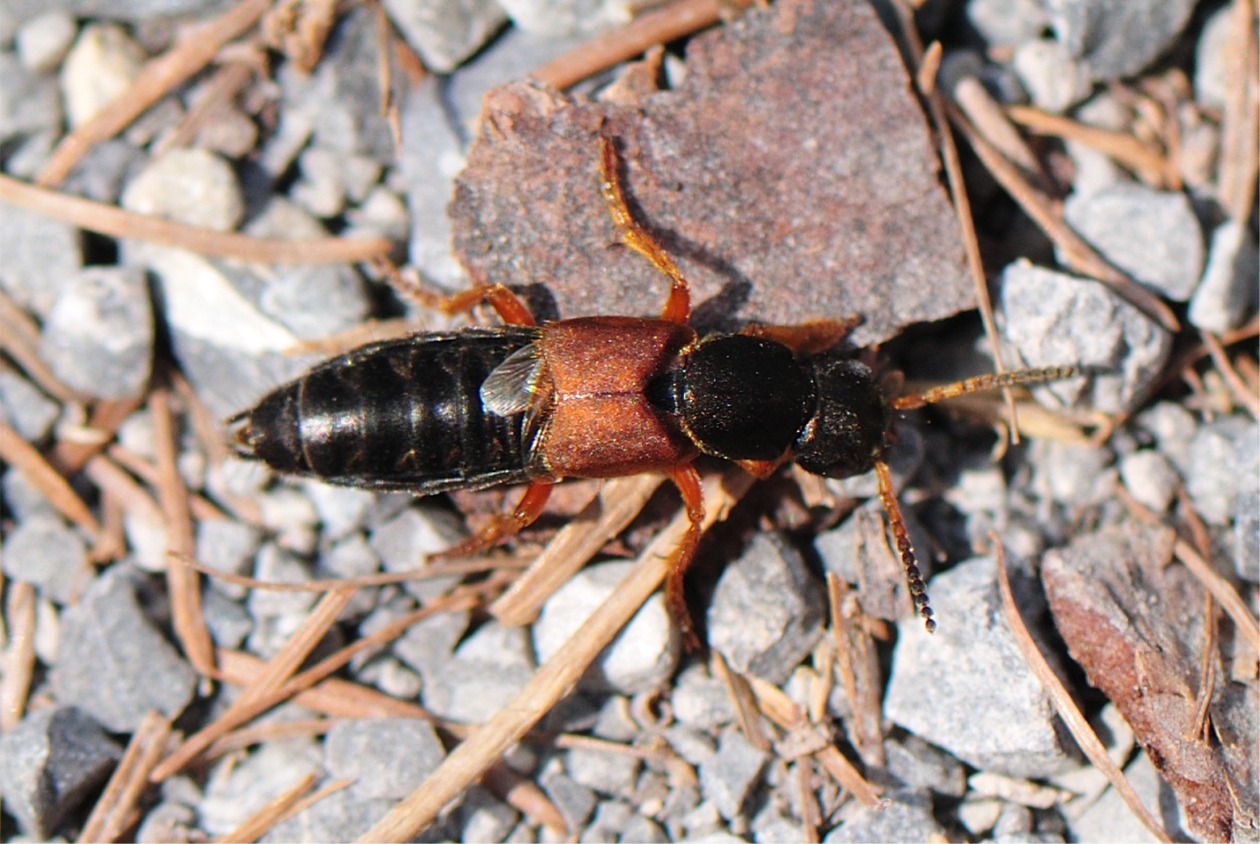 Staphylinus dimidiaticornis