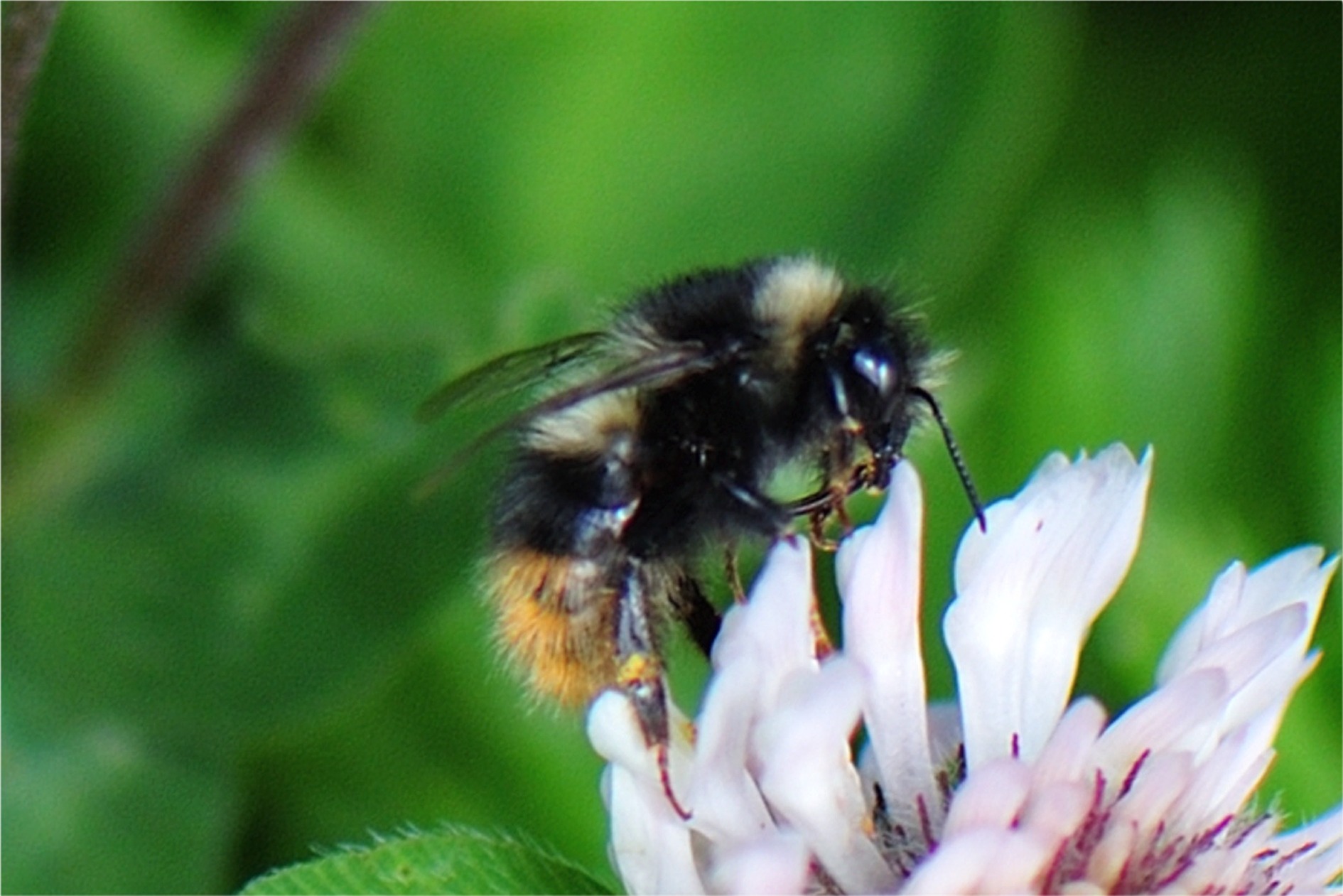 Bombus mendax