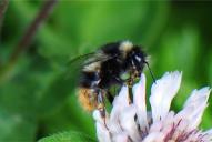 Bombus mendax