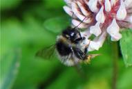 Bombus mendax