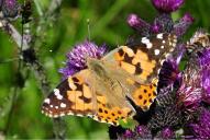 Vanessa cardui
