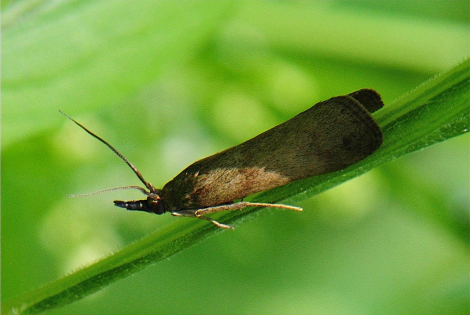 Hypochalcia ahenella