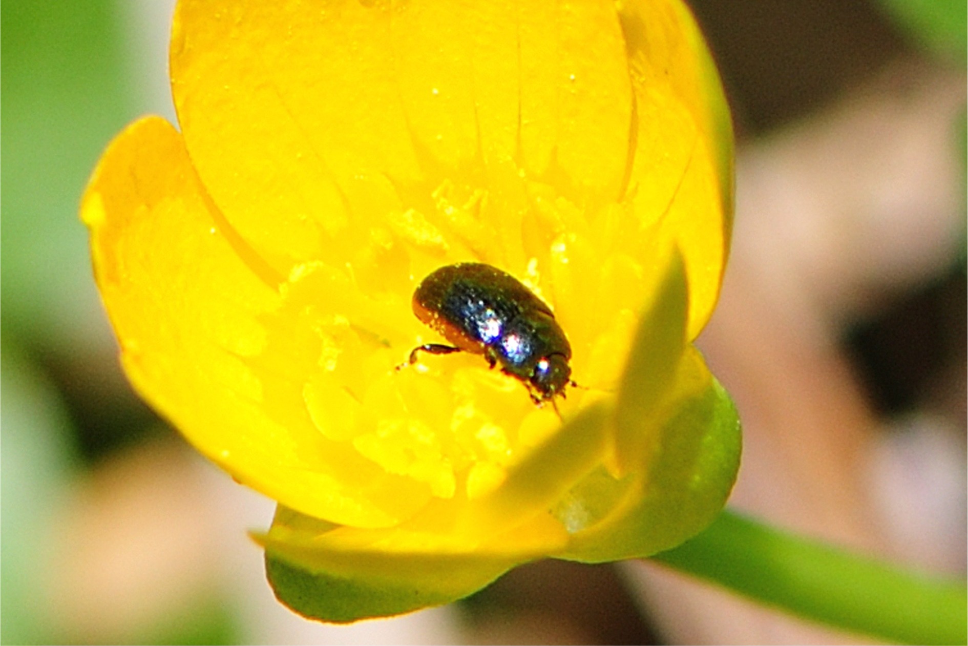 Prasocuris glabra