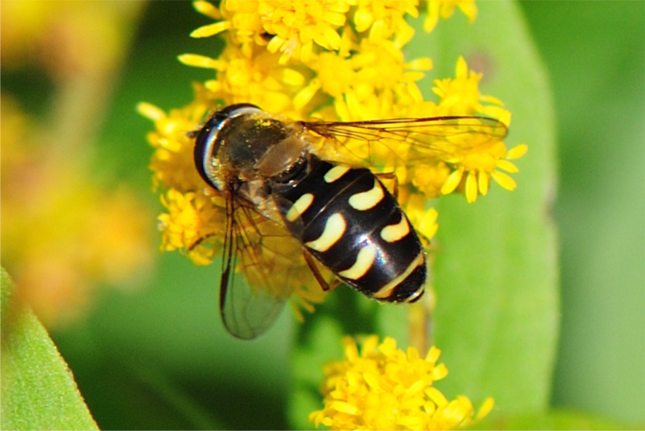 Lapposyrphus lapponicus