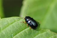 Cryptocephalus nitidus