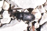 Anisodactylus binotatus