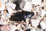 Anisodactylus binotatus