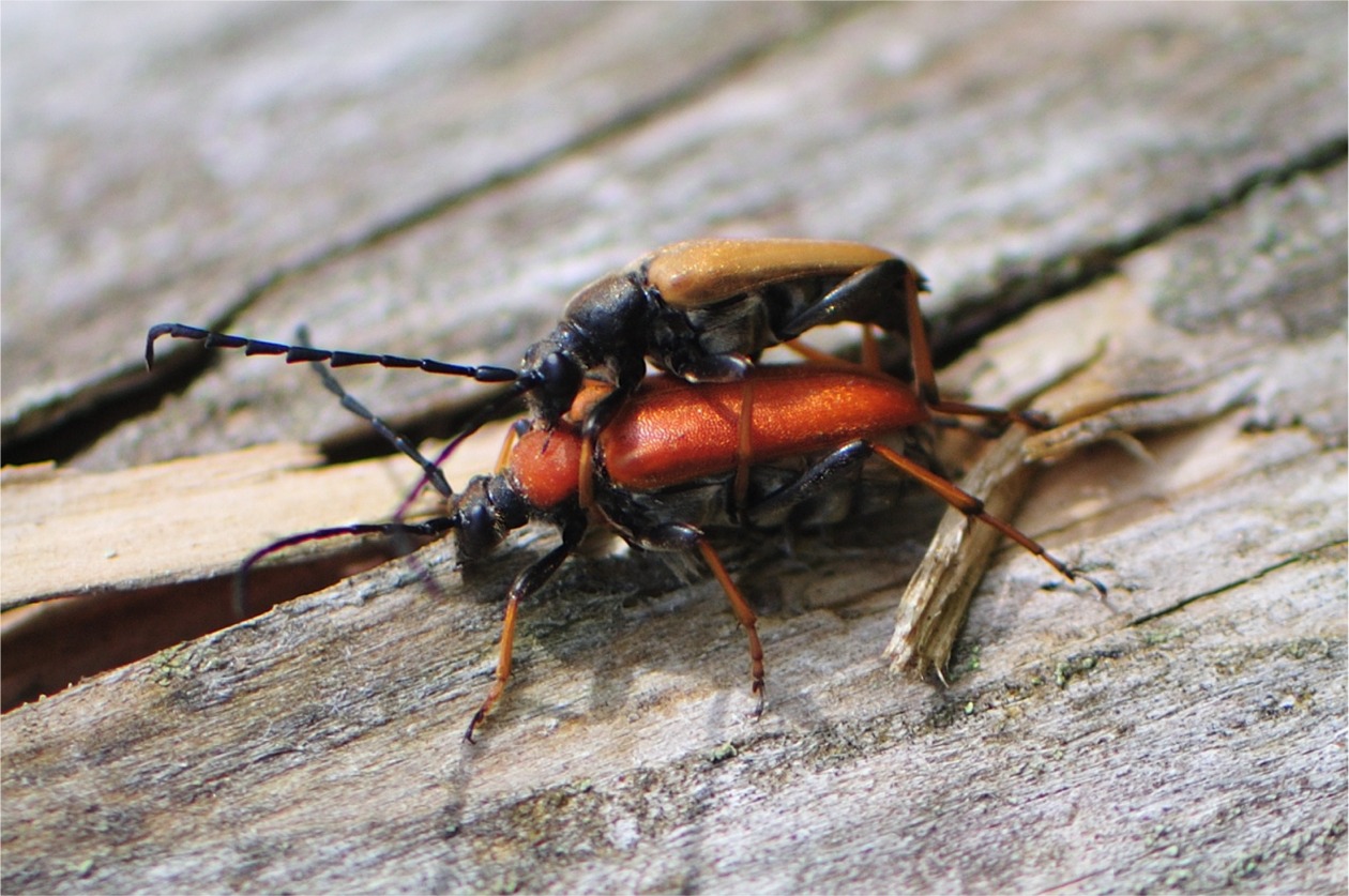 Stictoleptura (Corymbia) rubra