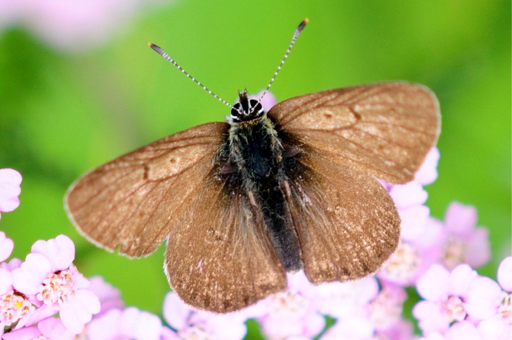 Lycaena tityrus tityrus