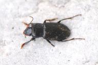 Anisodactylus binotatus