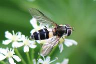 Leucozona laternarius(♀)