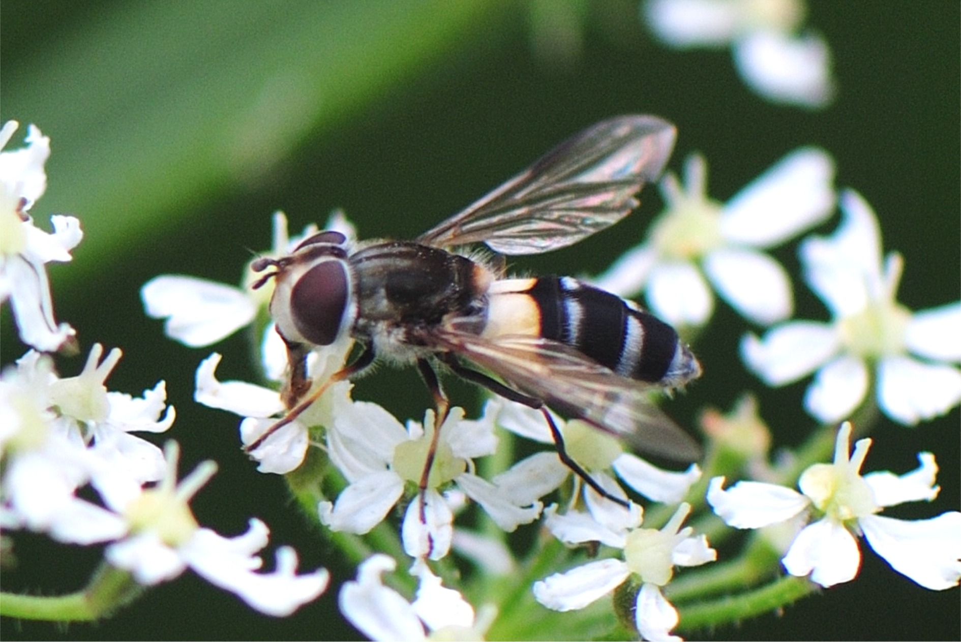 Leucozona laternarius