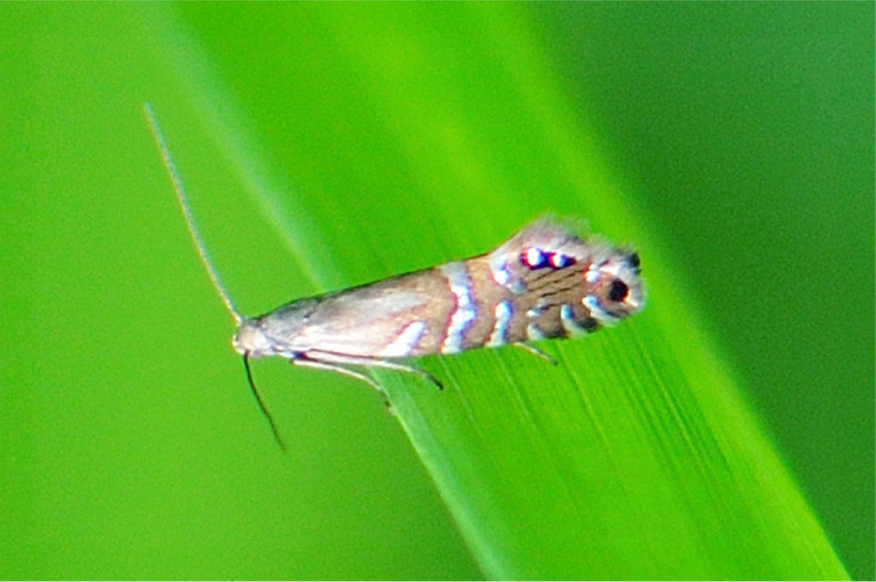 Glyphipterix thrasonella