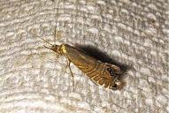 Glyphipterix thrasonella