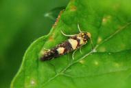 Lampronia corticella