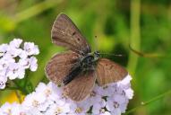Lycaena tityrus tityrus