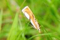 Catoptria conchella