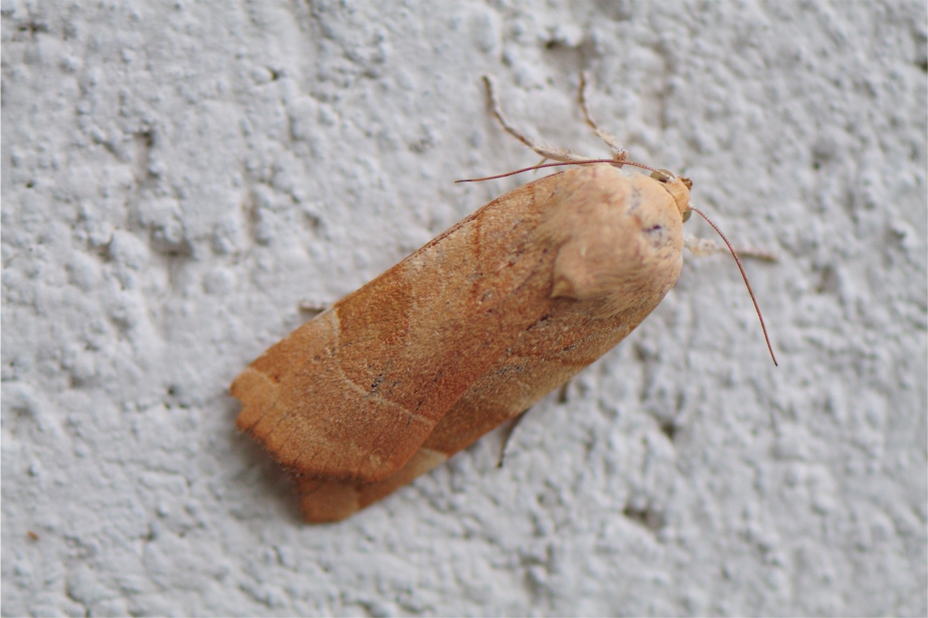 Noctua fimbriata