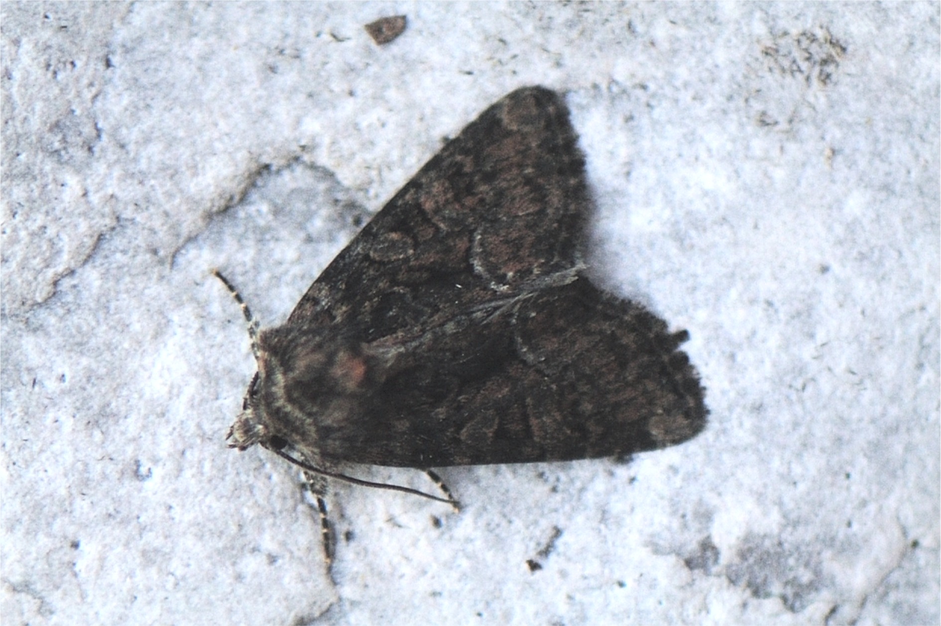 Oligia latruncula