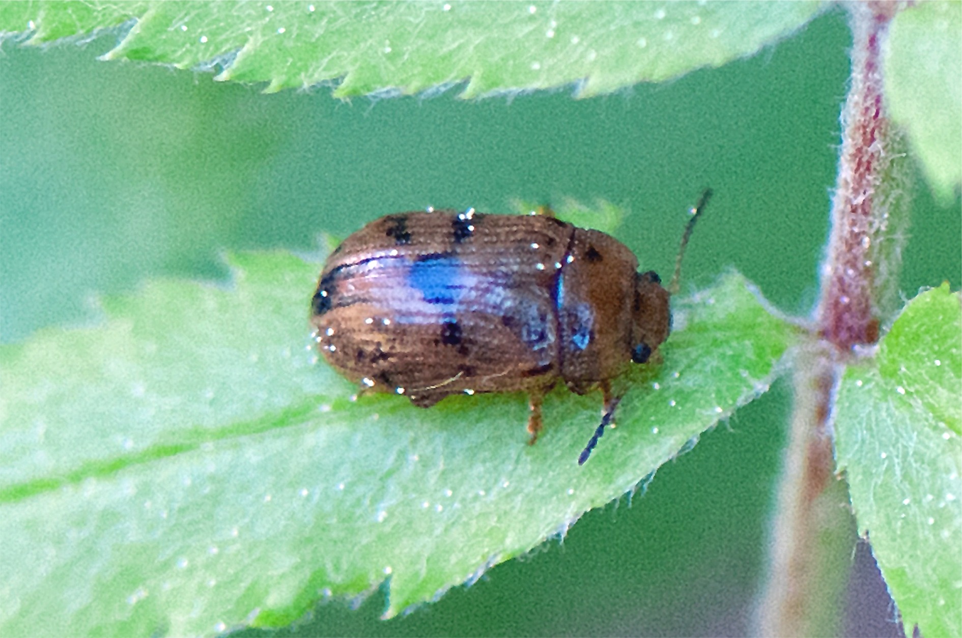 Gonioctena quinquepunctata