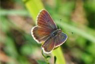 Aricia artaxerxes