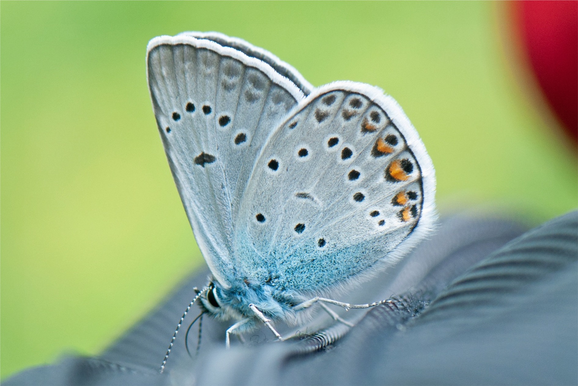 Polyommatus amandus