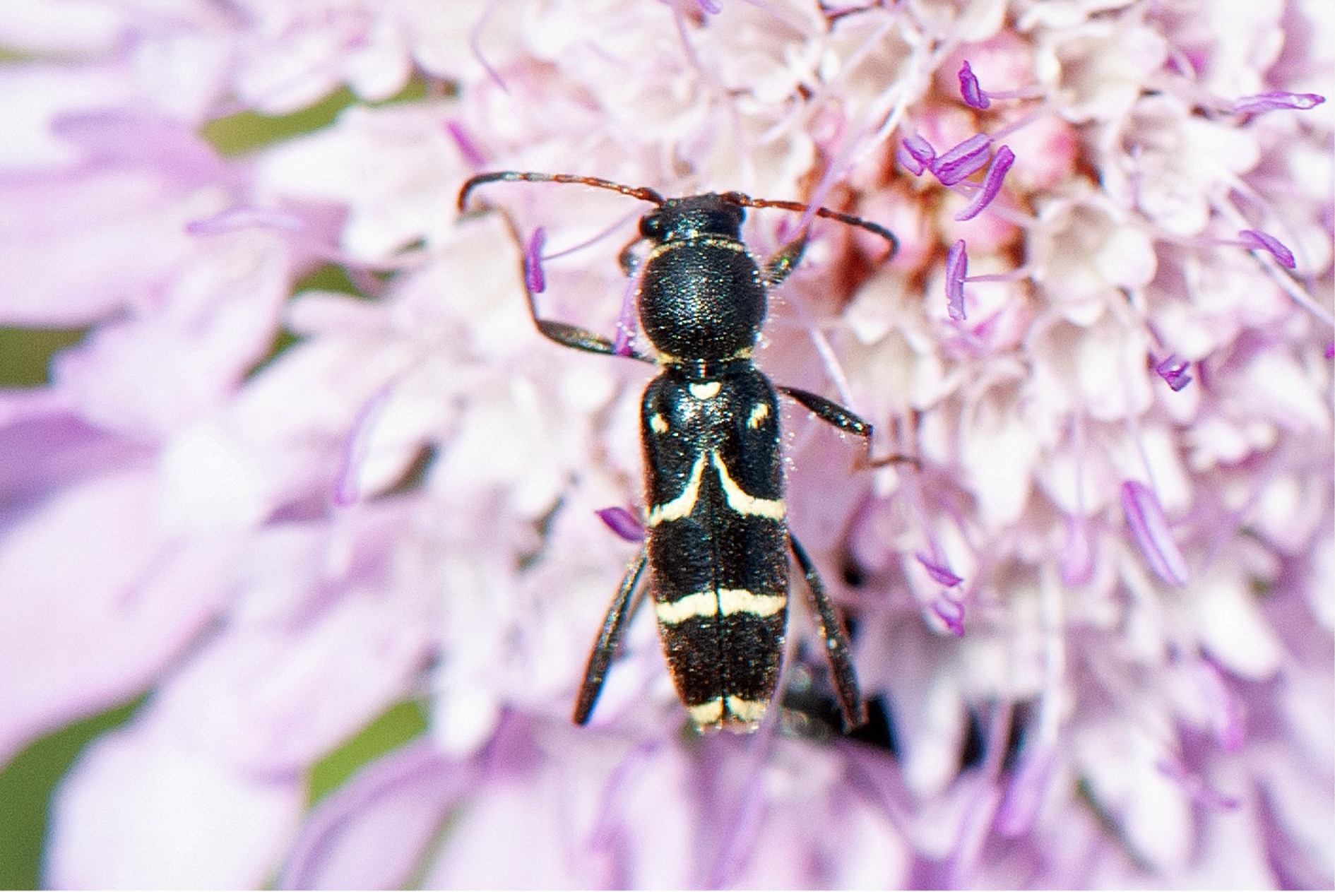 Clytus rhamni