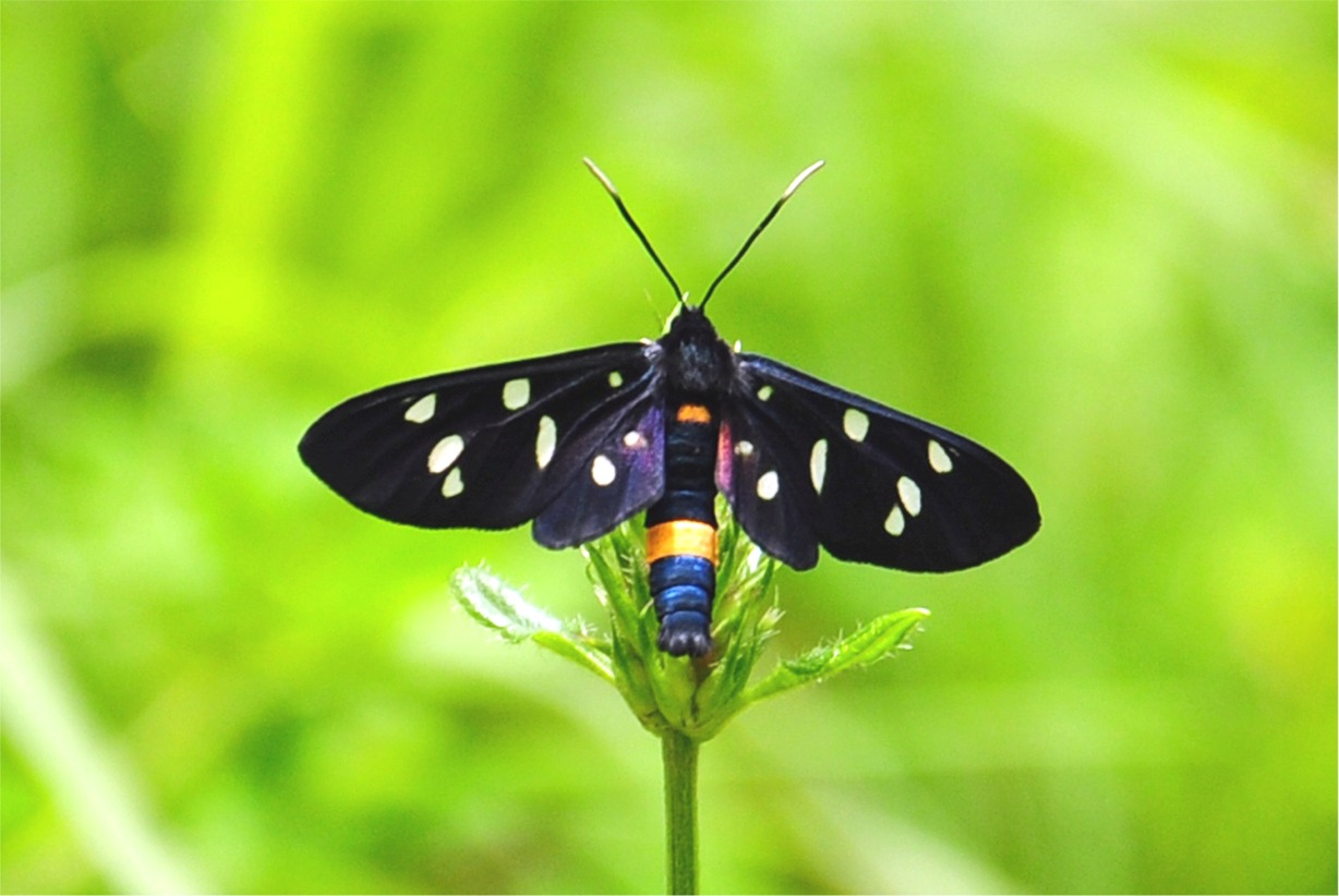 Amata phegea