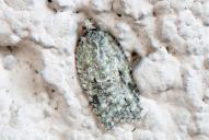 Acleris literana