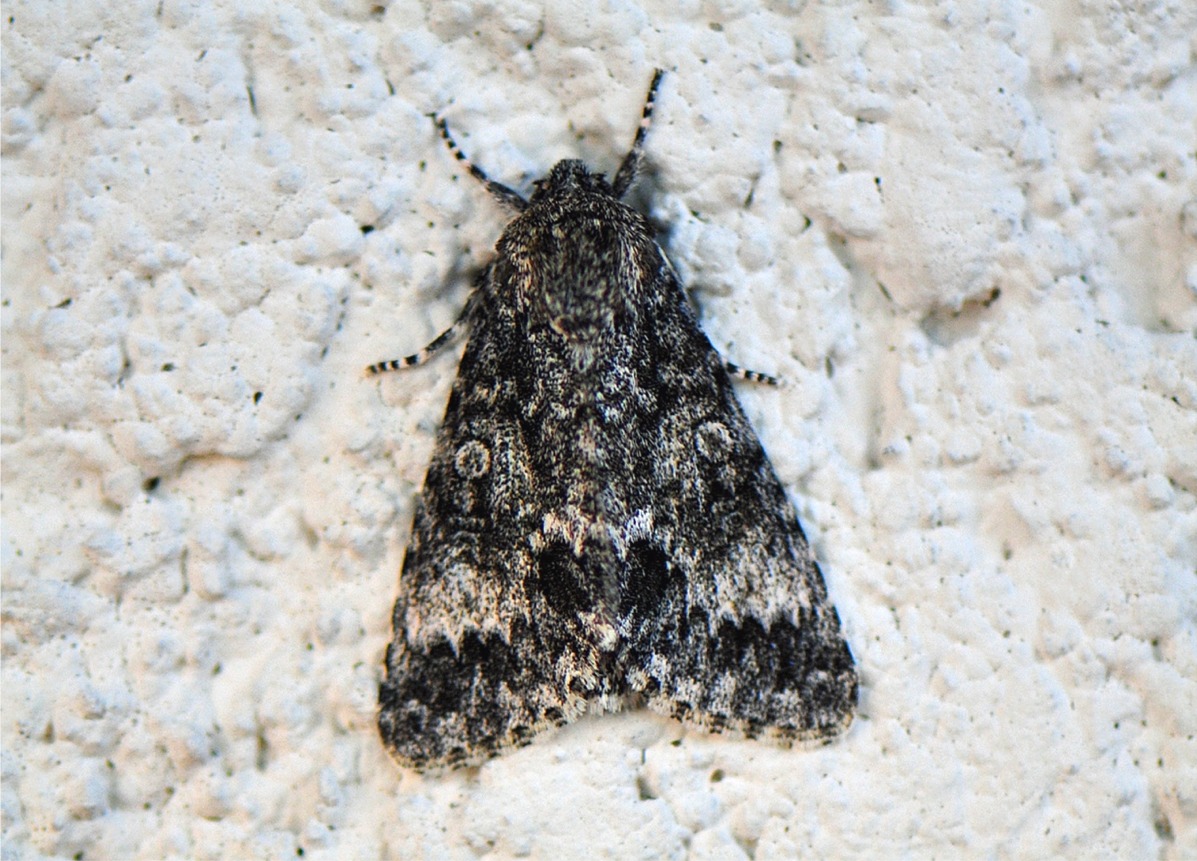 Acronicta megacephala