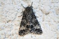 Acronicta megacephala