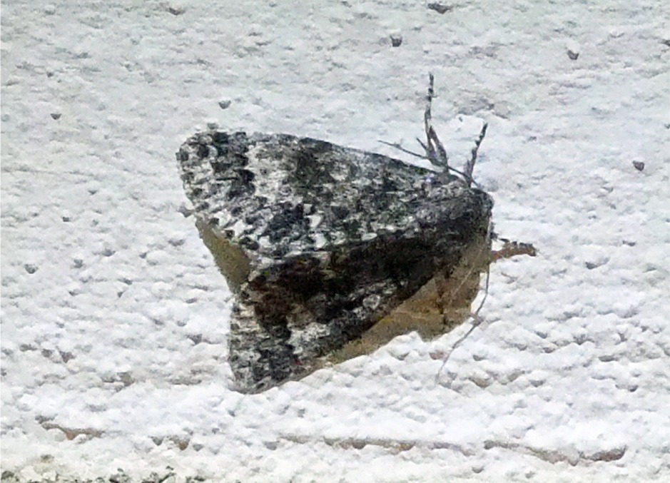 Acronicta megacephala