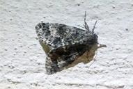 Acronicta megacephala