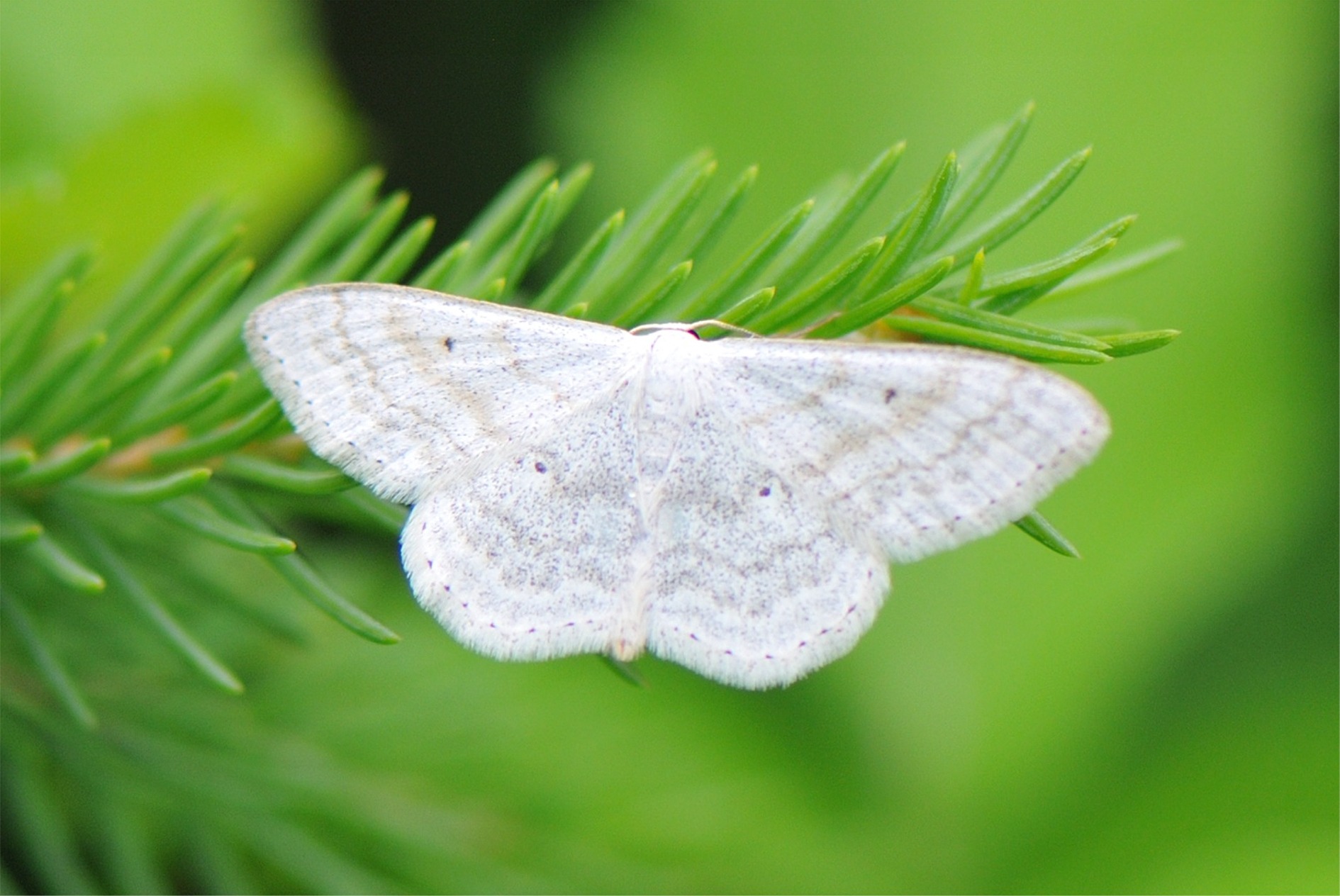 Scopula immutata