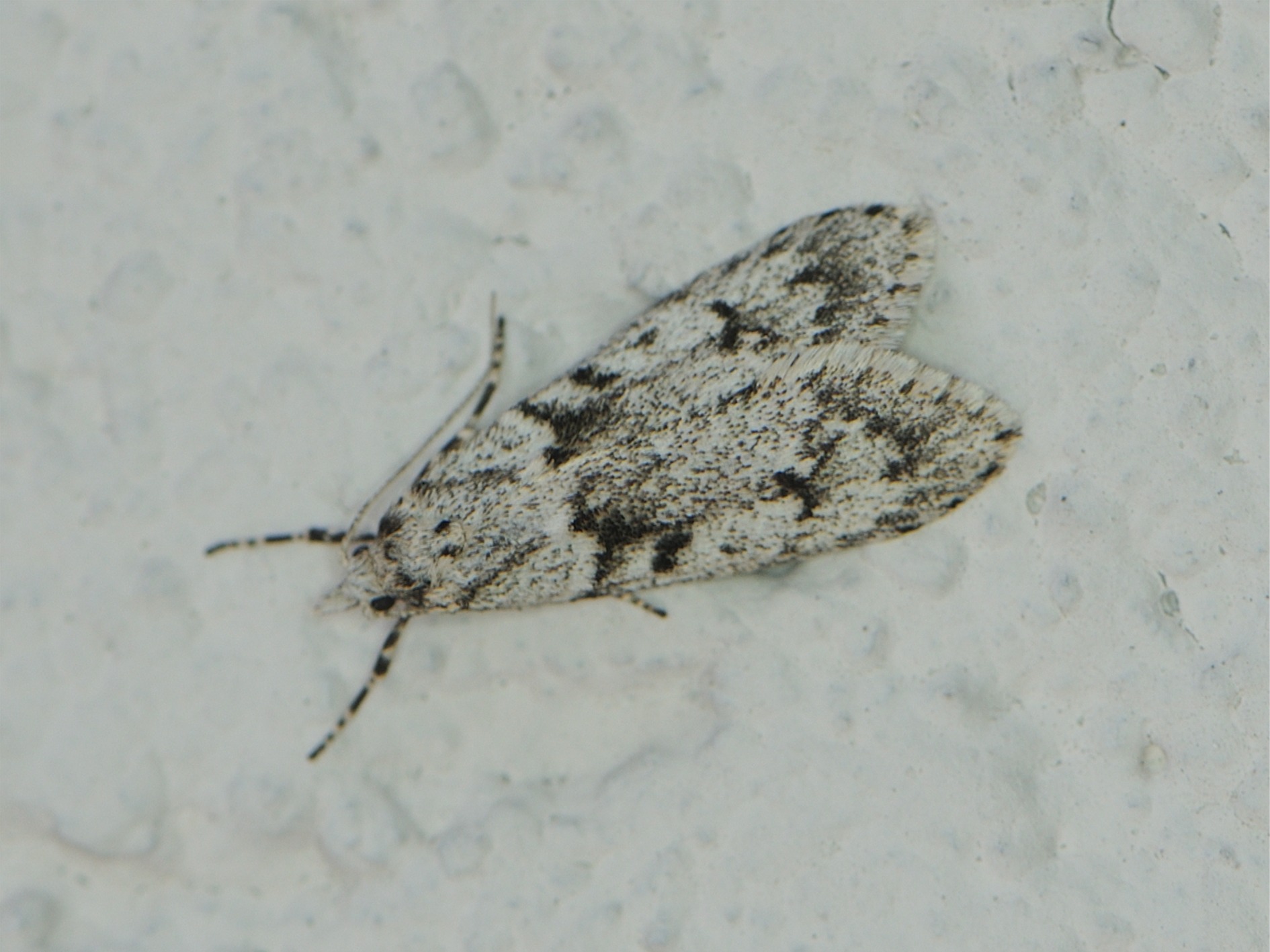 Diurnea fagella