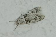 Diurnea fagella