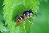 Dolichovespula saxonica