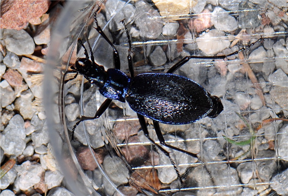 Carabus intricatus