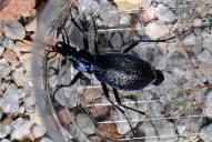 Carabus intricatus