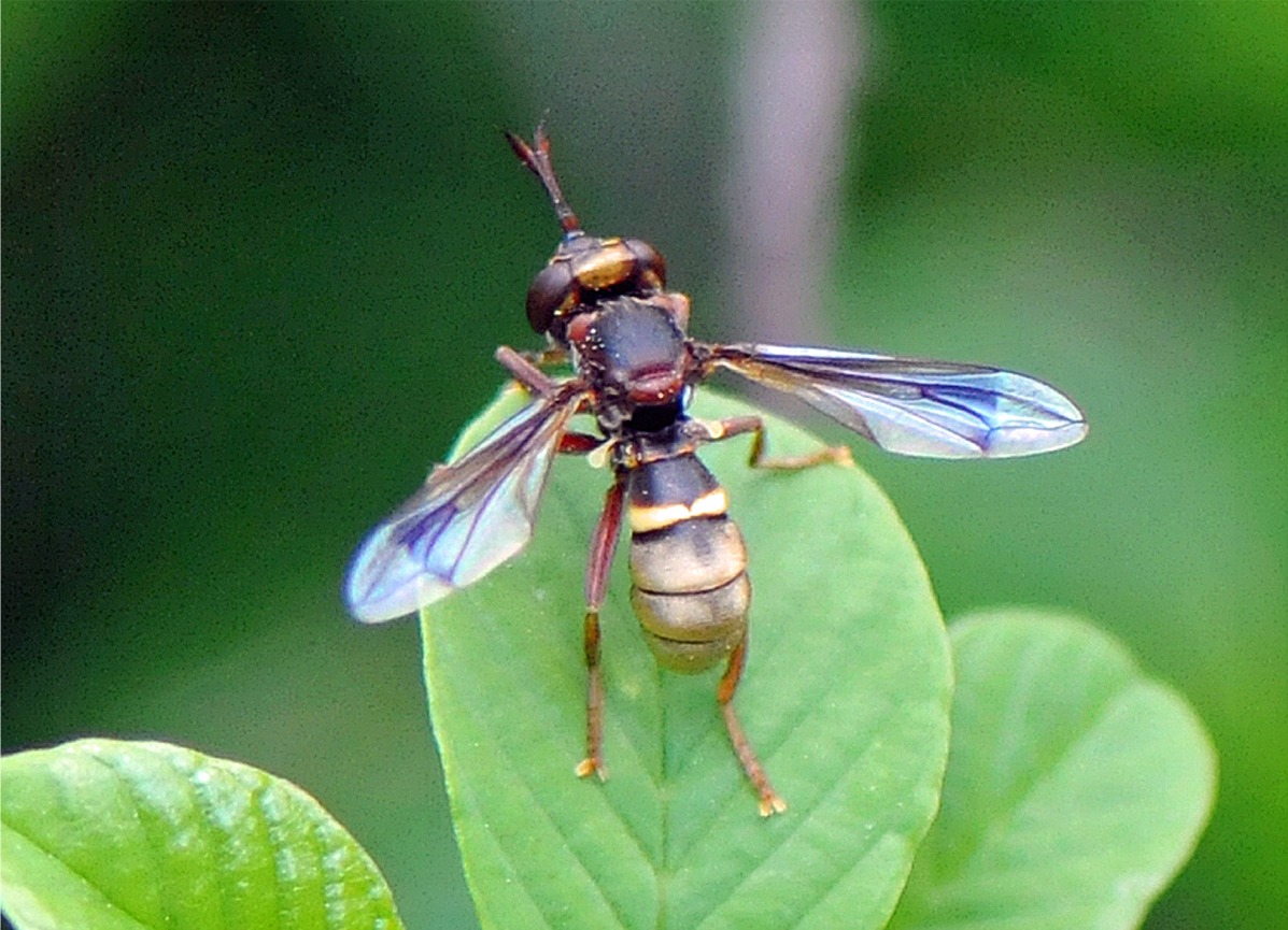 Conops vesicularis