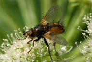 Tachina fera