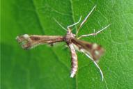 Platyptilia nemoralis