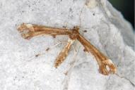 Platyptilia nemoralis