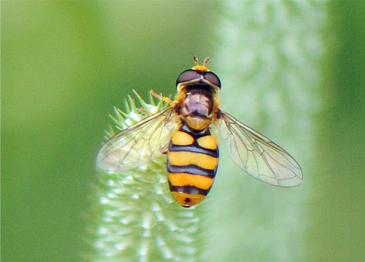 Eupeodes latifasciatus