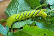Acherontia atropos (Raupe)