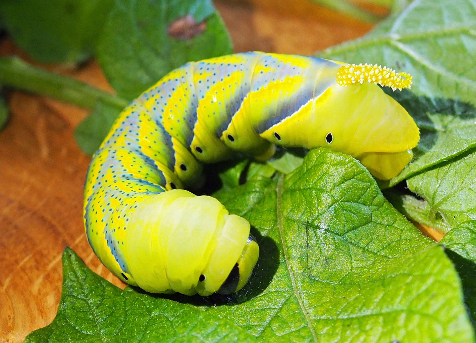 Acherontia atropos