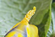 Acherontia atropos (Raupe)