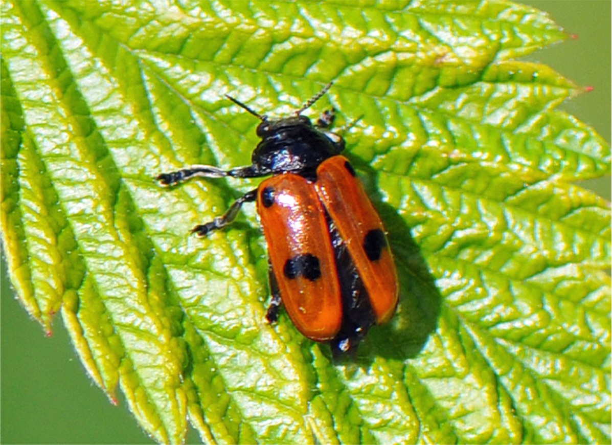 Clytra quadripunctata